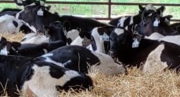 Young Calves Fed Starter Benefit From Supplemental Forage