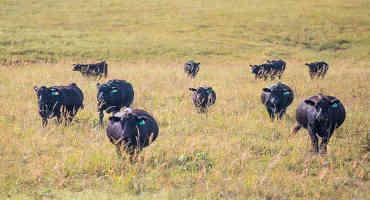 K-State Plans Webinars to Address Cattle Production Challenges