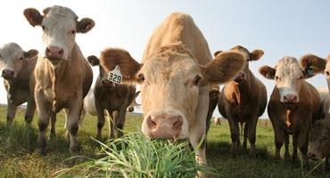 Emergency grazing options available for Alta. producers