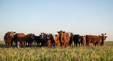 Case of atypical BSE confirmed in the U.S.