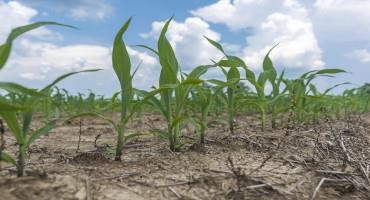 Early Planting Has State’s Corn Crop Looking Strong