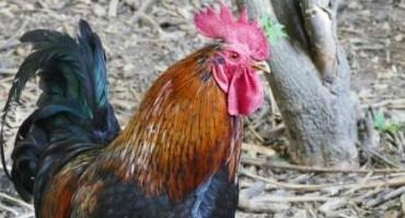 Brazil Declares Animal Health Emergency Over Bird Flu