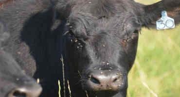 Face Flies on Pastured Cattle