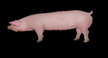 Swine genetics companies stand together as AcuFast