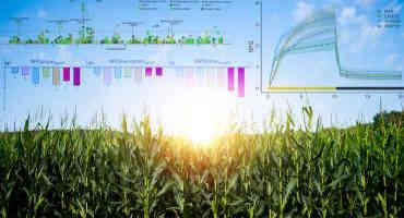 Refining Surge Protector in Crops Could Boost Yields