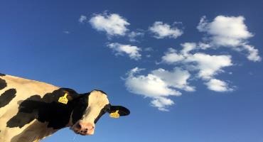 Breeding low-GHG emission-burping cows 