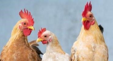 Chicken Feed Made of Food Waste Could Slash Costs and Emissions