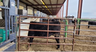 Colorado Scientists Delve Into Cattle Intestines to Cut Greenhouse Gas Emissions