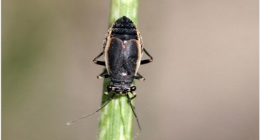 Pasture and Forage Minute: Irrigating First Cutting Alfalfa, Black Grass Bugs and Short Pastures