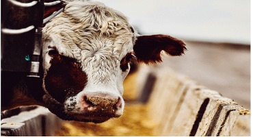 Texas Feedlot Losses Hit 4,000 Head in Flooding