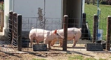 Standard Operating Procedures For Your Swine Production System