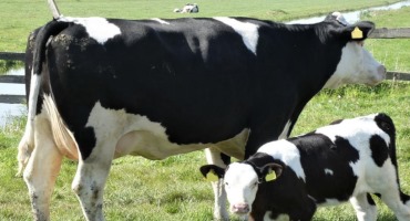 Penn State Dairy Cattle Geneticist Finds Mutant Gene Threatening Holstein Calves