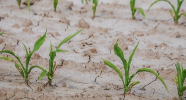What Does This Flash Drought Mean for Our Crops?