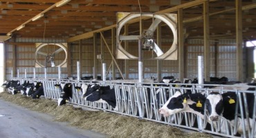 U of M Develops Sophisticated Model to Assess Lactating Cow Heat Stress
