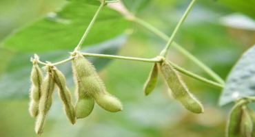 Unveiling the Secrets of Green Pods: the Role of Soybean Pods and Seeds in Photosynthesis
