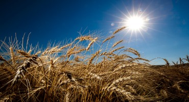 Husker Wheat Researchers Are Pursuing a Range of Innovations