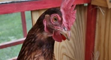 Overland Park Let People Keep Chickens In Their Backyards, And It Was A Clucking Success