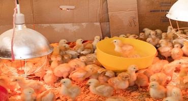 More chicks stolen from an Ontario farm