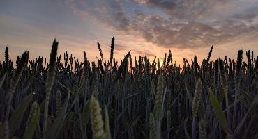 Call for grain research letters of intent