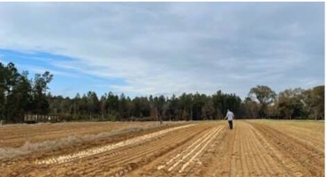 No More Crying Over Rotting Onions? Researchers Gain Insight Into Bacteria Threatening Vidalia Onion Production