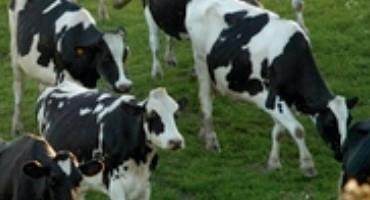 Dairy Farmers Press for National Plan to Stabilize Milk Prices