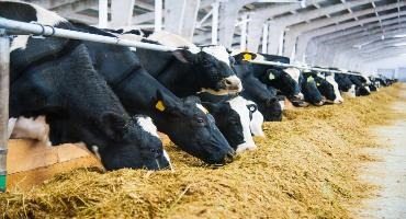 Saskatchewan cow tests positive for TB in the US