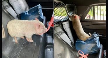 OPP Rescues Lost Pig on Highway 401