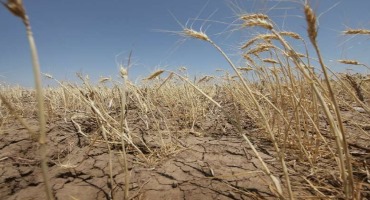 We May Be Underestimating the Climate Risk to Crops: Researchers