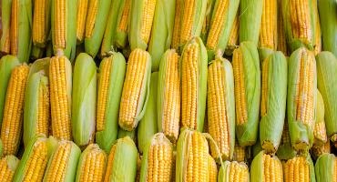 Corteva Agriscience launches Vorceed Enlist corn products in Canada