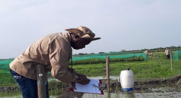 In Search of Rice to Reduce Methane Emissions