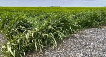 Top Corn Producing State to See Future Drop in Yield, Cover Crop Efficiency