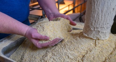 Animal Nutritionists Collaborate with Soy Checkoff to Uncover Value Opportunities for U.S. Soybean Meal
