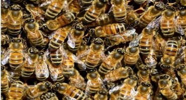 Study Finds Wild Bees Emerge From Nests a Week Earlier for Every 1°C Rise in Temperature