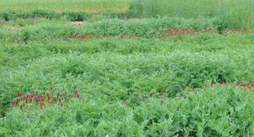 Cover Crop Seeding Rates in the Texas Rolling Red Plains