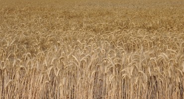 Country Moving Forward From Wheat Importer to Self-Sufficiency