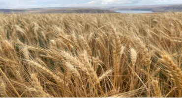 Light Headed: Stressed Northwest Wheat May Yield Disappointing Harvest