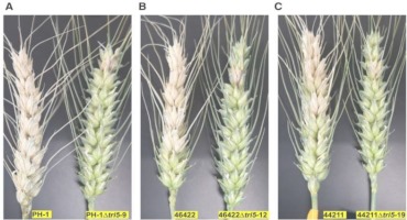 New Toxin Facilitates Disease Infection and Spread in Wheat