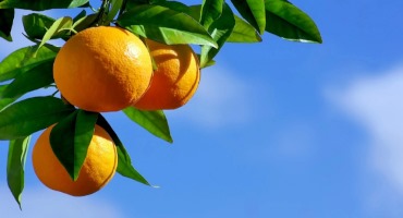 USDA Issues Final Citrus Estimate: Worst Crop Since 1936
