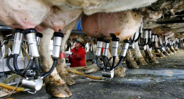 'More Than Just a Job': Wisconsin Dairy Industry Focused on Workforce Amid State's Labor Shortage