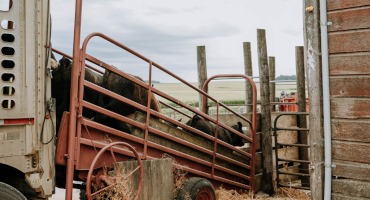 UNL Publishes New Livestock-Related Custom Rates