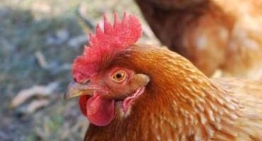 New Treatment To Tackle Infections Resistant To Antibiotics In Chickens