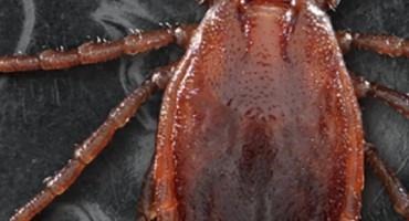 An Asian Tick Is Spreading Across Missouri And Threatening Cattle Herds