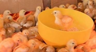 Vaccination Can Strategically Support The Protection Of Poultry Against Highly Pathogenic Avian Influenza