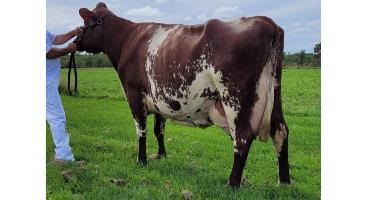 The Canadian Milking Shorthorn Society names its Cow of the Year