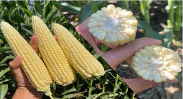 Farmers Take an Early Look at Yield Potential During Dog Days of August