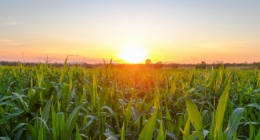 Federal Crop Insurance Program Reforms Can Help Farmers Adapt to Climate Crisis and Cut Taxpayer Costs