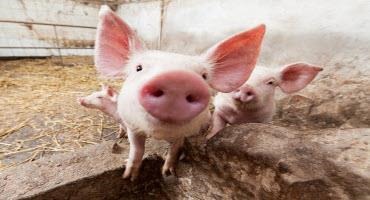 Canada Increases Defence Against African Swine Disease