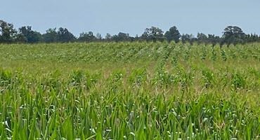 Corn belt needs above average rainfall to produce above average yields 