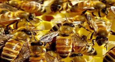 Ontario and Canada to invest in honey bee health