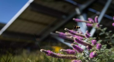 Listening to the Birds and the Bees to Make Solar Farms More Biofriendly